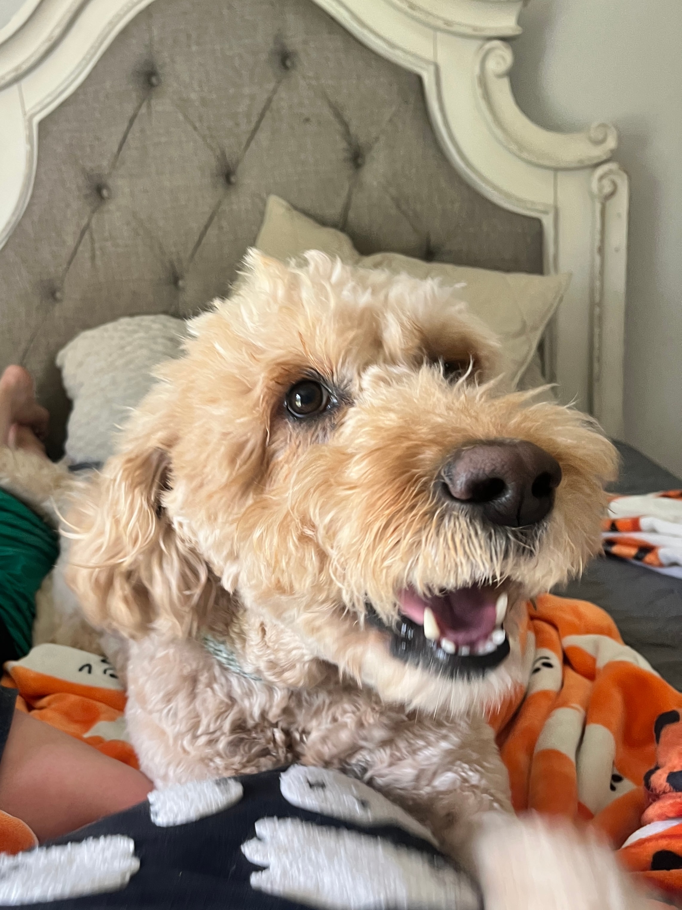 Dog boarding